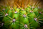 Prickly