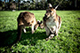 Randyroo