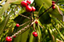 Red Berry Delight