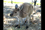 Roo