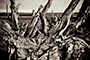 Rooted