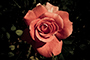 A Rose Less Ordinary