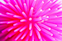 Rubber Urchin