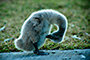 Scratch That Itch!