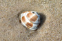 SeaShell