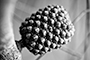 Seed Pod2