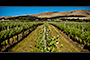 Sellicks Beach Vines
