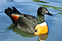 Shelduck