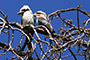 Sittin' on the old gum tree