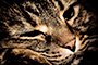 Sleepy Kitty