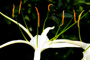 Stamen Parade