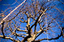 Stripped Bare