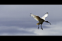 Take Flight