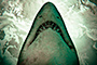Teeth