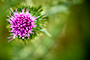 Thistle