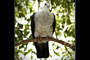 White-headed Pigeon
