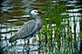 White Heron in River