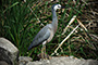 White Heron