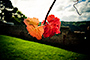 Winter Vine