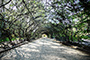 Wisteria