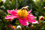 Worker Bee