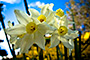 White-Yellow Flowers
