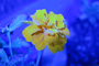 Yellow-Blue