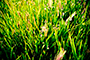 Green Green Grass of...