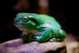Green Tree Frog