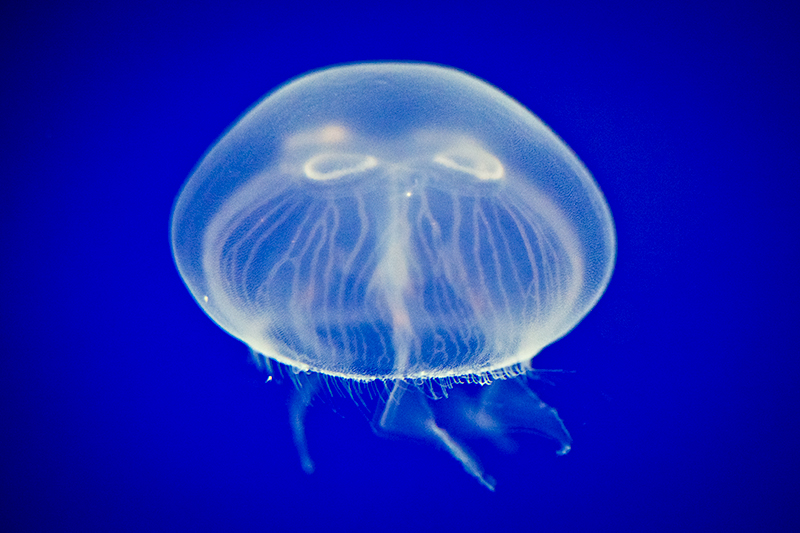 Moon Jelly