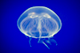 Moon Jelly