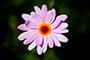 Vale Flower