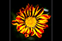 Fallopian Flower