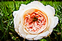 Forgotten Flower