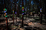Fun in the Forest #1