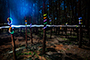 Fun in the Forest #2