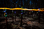 Fun in the Forest #3