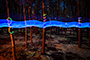 Fun in the Forest #4