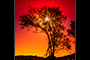 Golden Sun