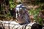 Tawny Frogmouth