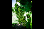 The Grapes of Wynns